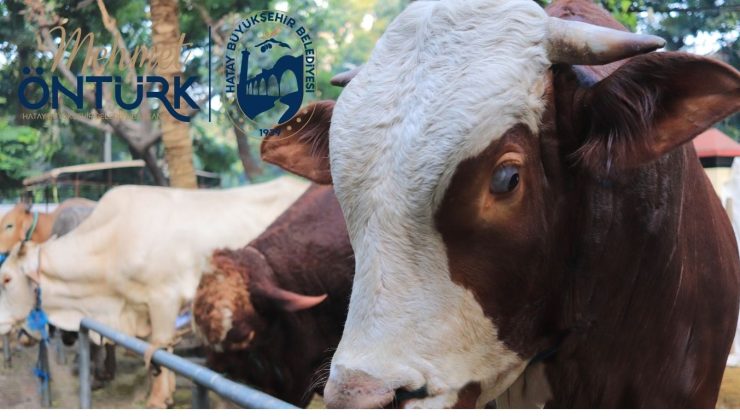 HBB’den kurban satış noktaları duyurusu