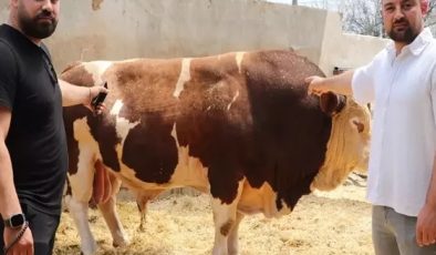 Boğa 540 bin tl’ye alıcı buldu