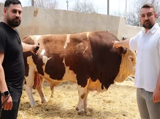 Boğa 540 bin tl’ye alıcı buldu