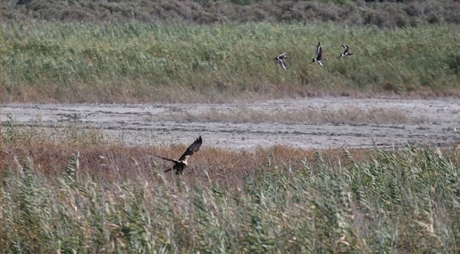 Milleyha Kuş Cenneti genişliyor mu?