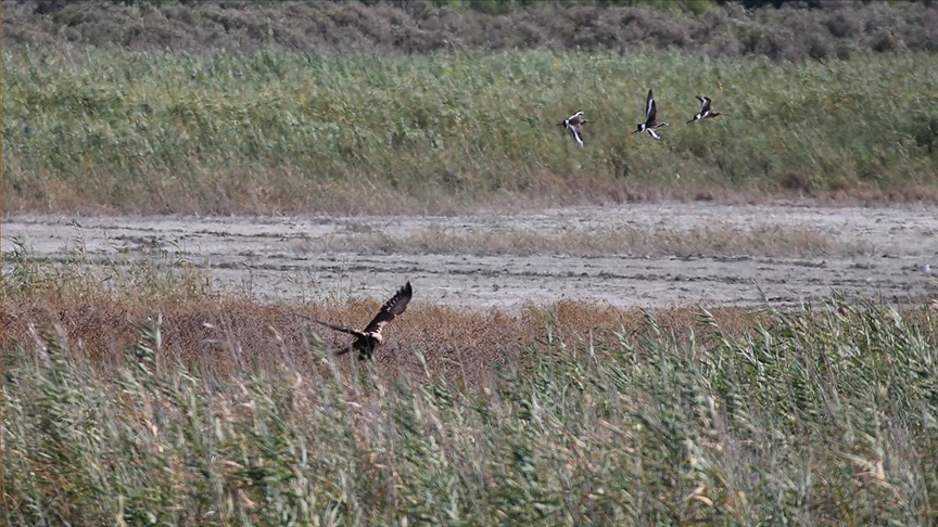 Milleyha Kuş Cenneti genişliyor mu?