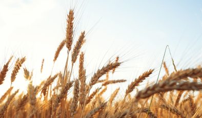 2025 hububat alım fiyatları açıklandı