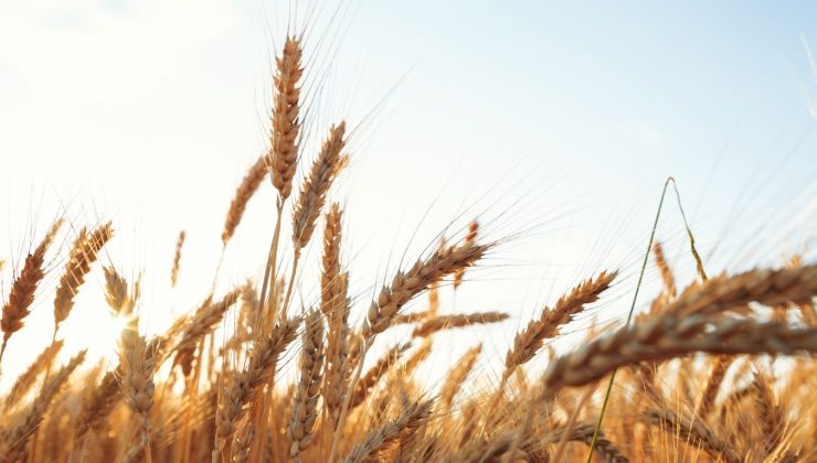 2025 hububat alım fiyatları açıklandı