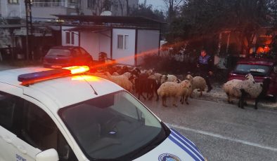 DEFNE BELEDİYESİ ZABITA EKİPLERİNDEN ÖRNEK DAVRANIŞ