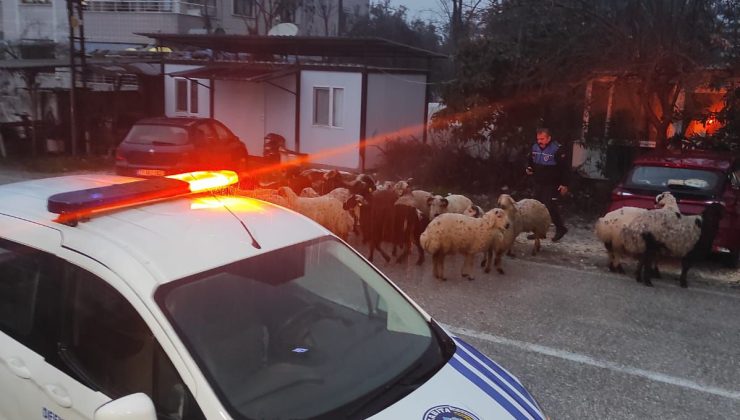 DEFNE BELEDİYESİ ZABITA EKİPLERİNDEN ÖRNEK DAVRANIŞ